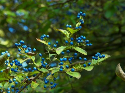 Sapphire Bush