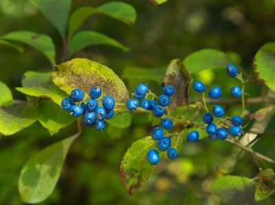 Sapphire Bush