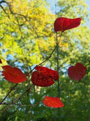 Westonbirt 07 0006.jpg