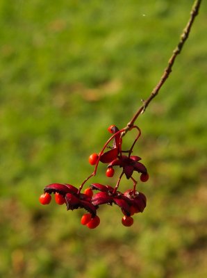 Westonbirt 07 0012.jpg