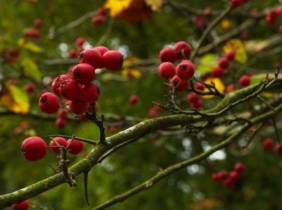 Westonbirt 07 0018.jpg