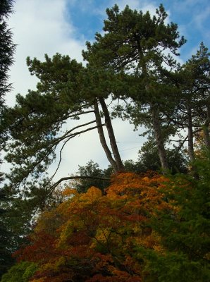 Westonbirt 07 0019.jpg