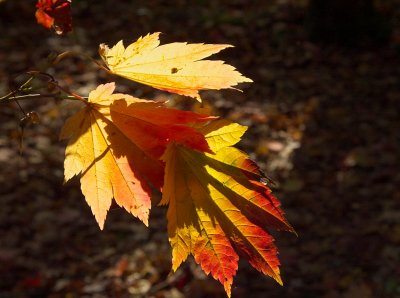 Westonbirt 07 0023.jpg