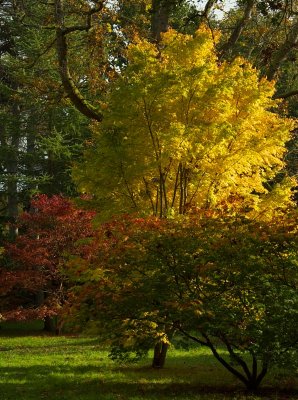 Westonbirt 07 0033.jpg