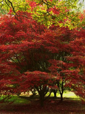 Westonbirt 07 0034.jpg