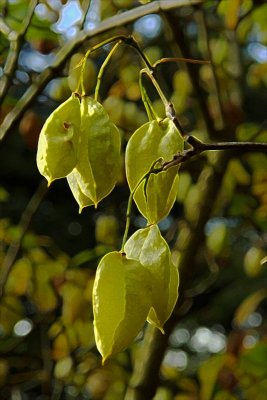 Westonbirt 07 - experiments  0004.jpg