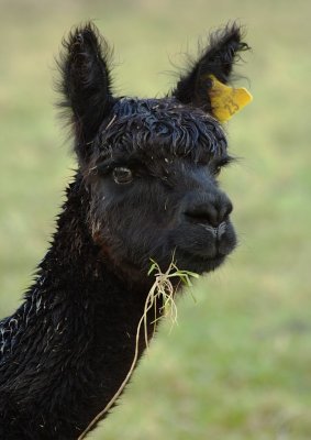 Alpacas Behaving Badly