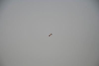 С IMG_1481.JPG