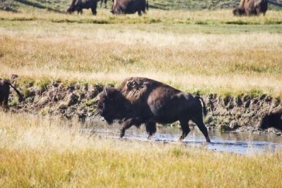 2007_wildlife