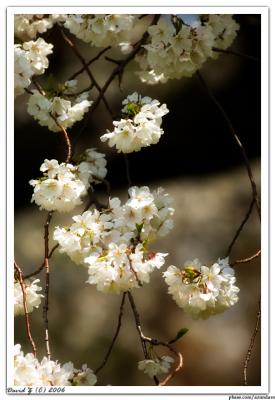 Cherry_6668 web 2.jpg