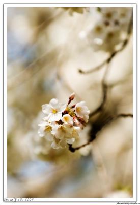 Cherry_6670 web.jpg