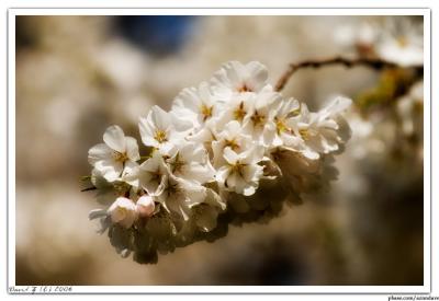 Cherry_6671 web 1.jpg