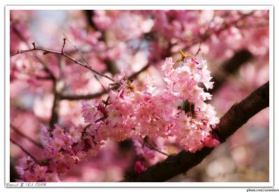 Cherry_6753 web.jpg