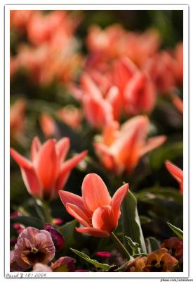 Red Roses_6766 web.jpg
