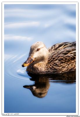 Duck_6771 web.jpg