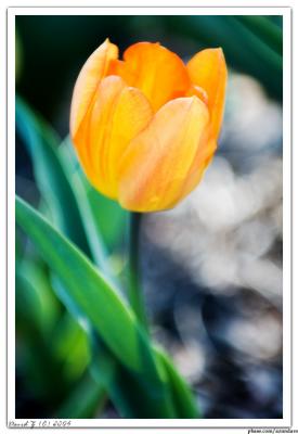 Yellow Rose_6802 web.jpg