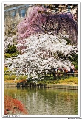 Cherry Tree_6681 web.jpg