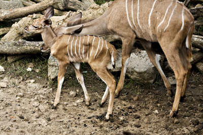Kudu Baby - Mom s   8-07-08.jpg