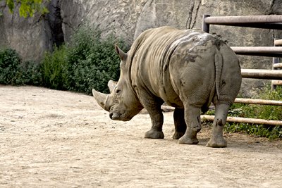 Rhino S  8-21-2008.jpg