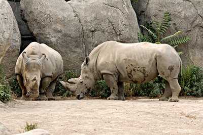 Rhino pair S  8-21-2008.jpg