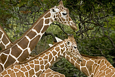 Giraffe family S 8-21-2008_1.jpg