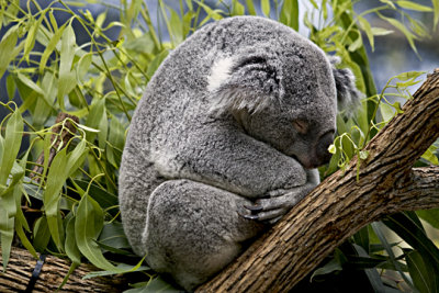 Koala Sleeping s  7-2-08.jpg