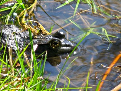 Frog- s Clover Lake 4-17-20091.jpg