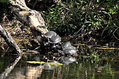 Turtles 7-s-.jpg