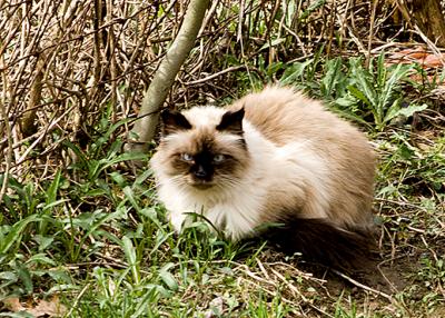 Summitt (Renee's Kitty) s .jpg