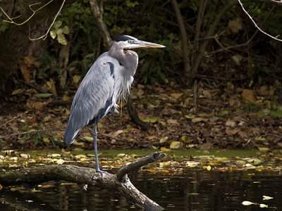 Mr. Heron 10-24-2007 s_1.jpg