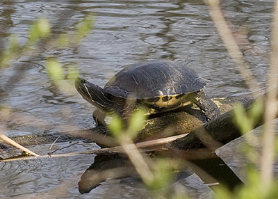 Turtle on log- 4-17-08 s .jpg