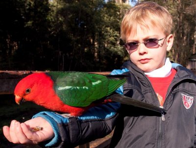 Logan with a King Parrot