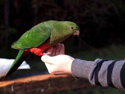 Dean with a King Parrot (Female)
