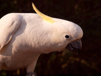 Sulphor-Crested Cockatoo
