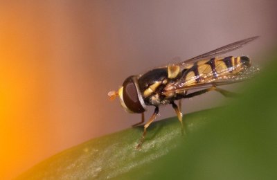 Images with the 70-300 Telephoto/Macro