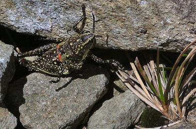 Alpine Grasshopper on Mt Feathertop