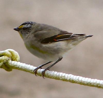 Striated Pardalote at Mt Baw Baw