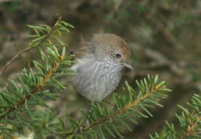 Tasmanian Thornbill