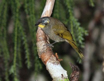 Yellow-throated Honeyeater 2