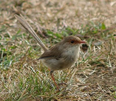 Female Superb Fairy Wren on ground