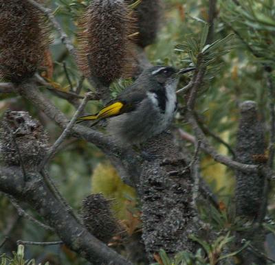 Crescent Honeyeater - Dove Lake