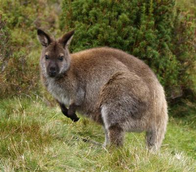 Bennetts Wallaby at Waterfall Hut