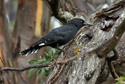 Black Currawong - Pelion Hut