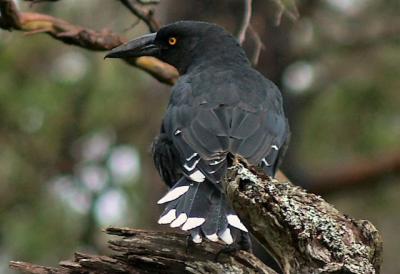 Black Currawong 2 - Pelion Hut