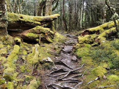 Trail through the moss