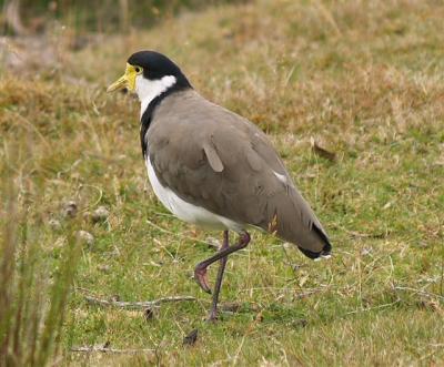 Male Masked Lapwing