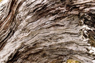 Old Snow Gum