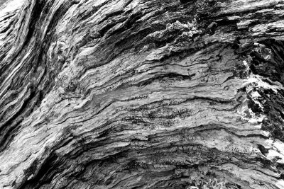 Old Snow Gum B&W