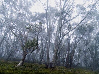 Snowgum forrest