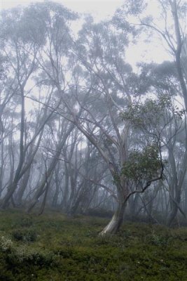 Snowgum